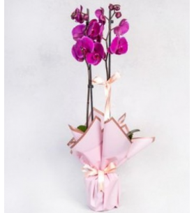 Çift dal mor orkide